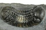 Multi-Toned Austerops Trilobite - Visible Eye Facets #255585-2